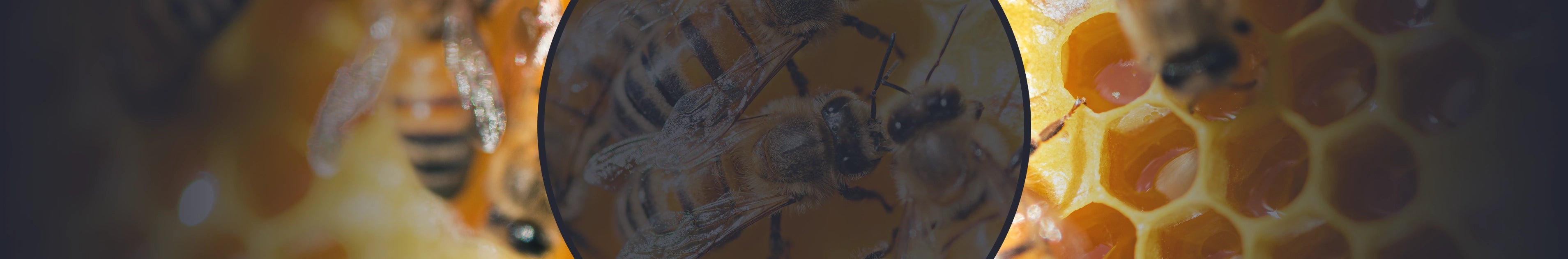 premium new zealand manuka honey for health benefits