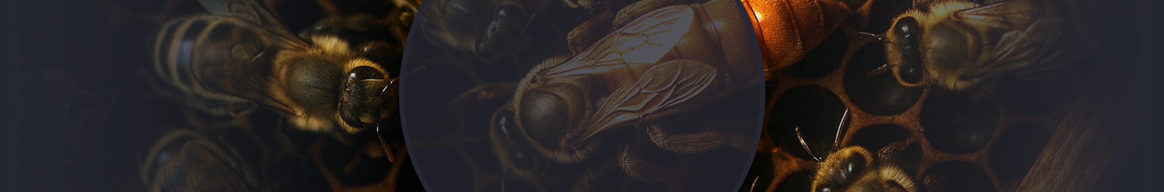 Premium royal jelly capsules supplements for health benefits