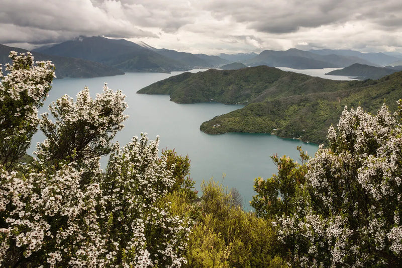  Where does Mānuka Honey Come From?