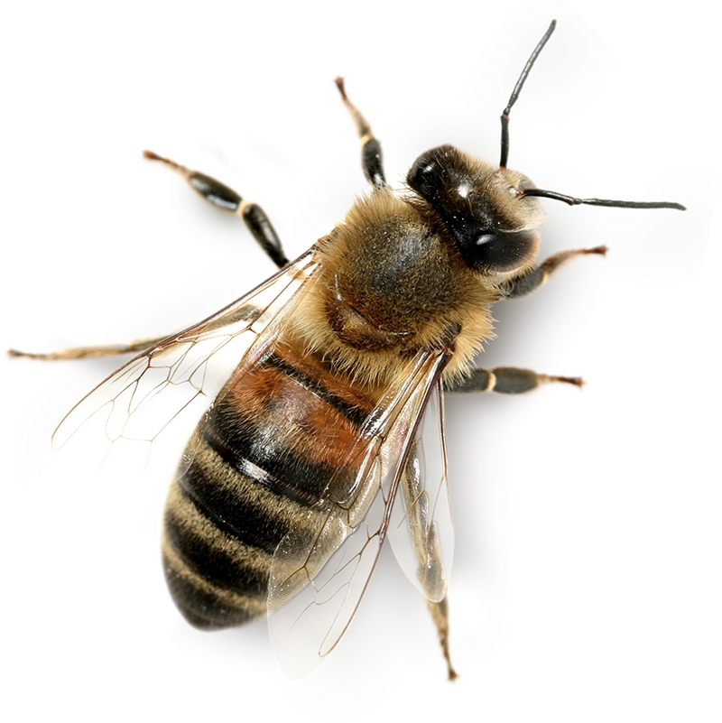 Honeybee 5 Health Benefits of Royal Jelly
