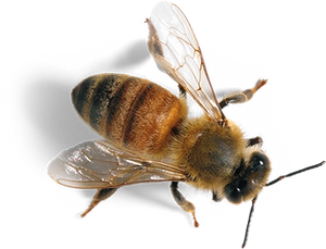 New Zealand Manuka Honeybee