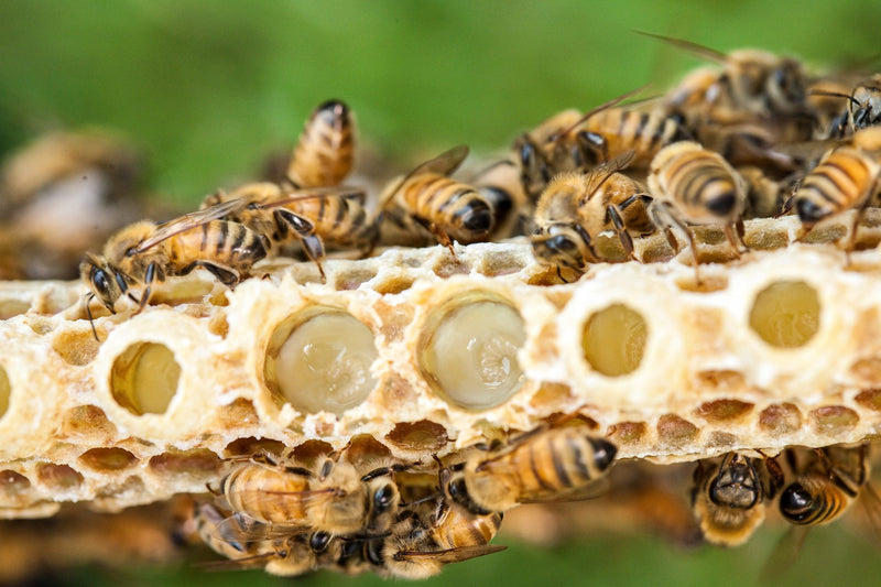 Royal Jelly in Queen Cells 5 Health Benefits of Royal Jelly
