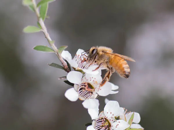  UMF vs MGO: Comparing Manuka Honey Grading Systems