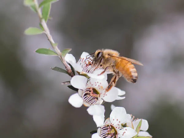 UMF vs MGO: Comparing Mānuka Honey Grading Systems