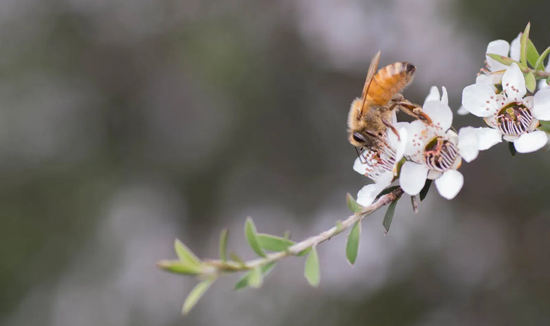 Manuka tree flower with honey bee NZ Manuka Honey - The Ultimate Guide