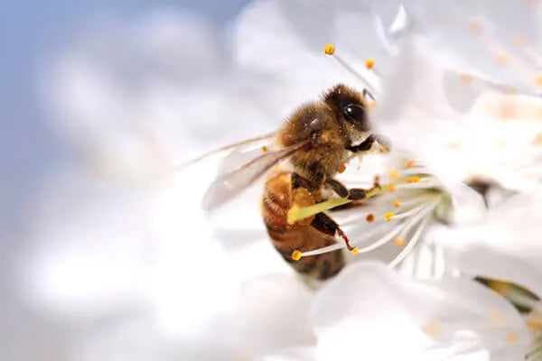 honey bee Manuka South Bee Pollen Science