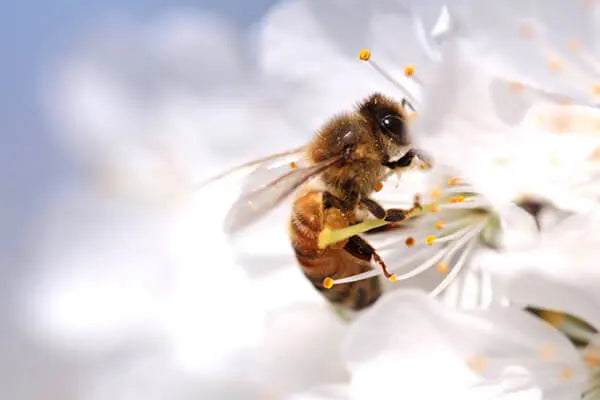 honey bee Manuka South What is MGO Mānuka Honey?
