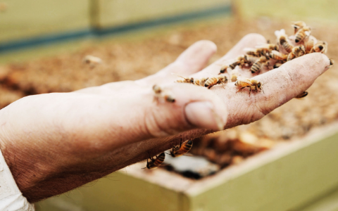 Celebrating World Bee Day 2021