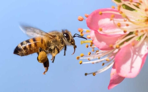 Bee Pollen - The Original Superfood