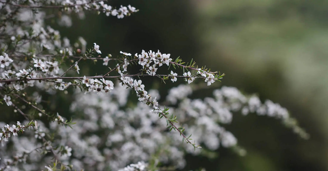 Identifying Authentic Manuka Honey