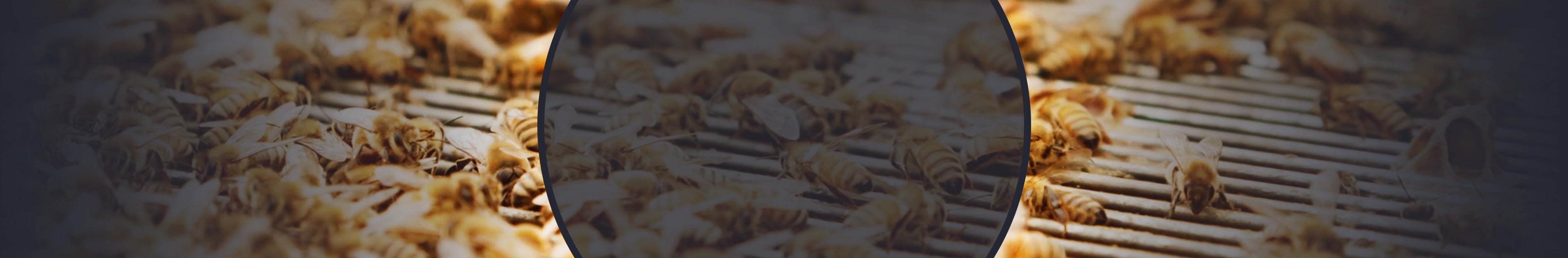 premium propolis products capsules for health benefits