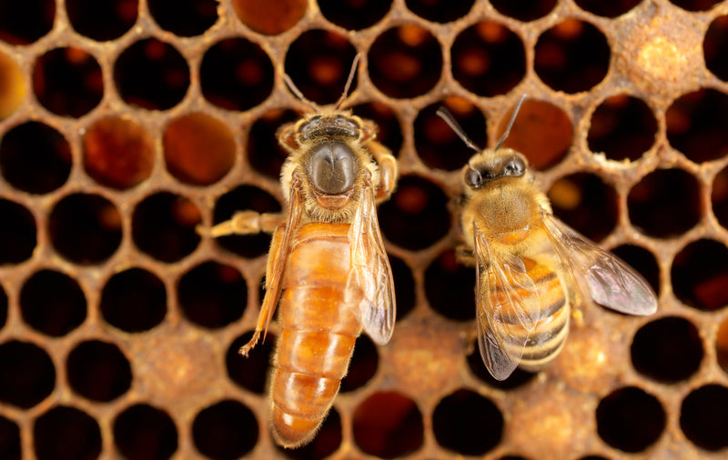 Queen bee and Worker Bee - Royal Jelly Difference