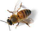 Manuka Honey bee