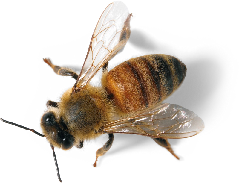 Manuka Honey bee Where does Mānuka Honey Come From?