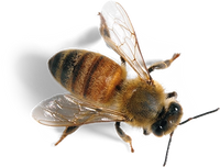 New Zealand Manuka Honeybee