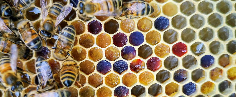 Frame of Bee Pollen with Bees