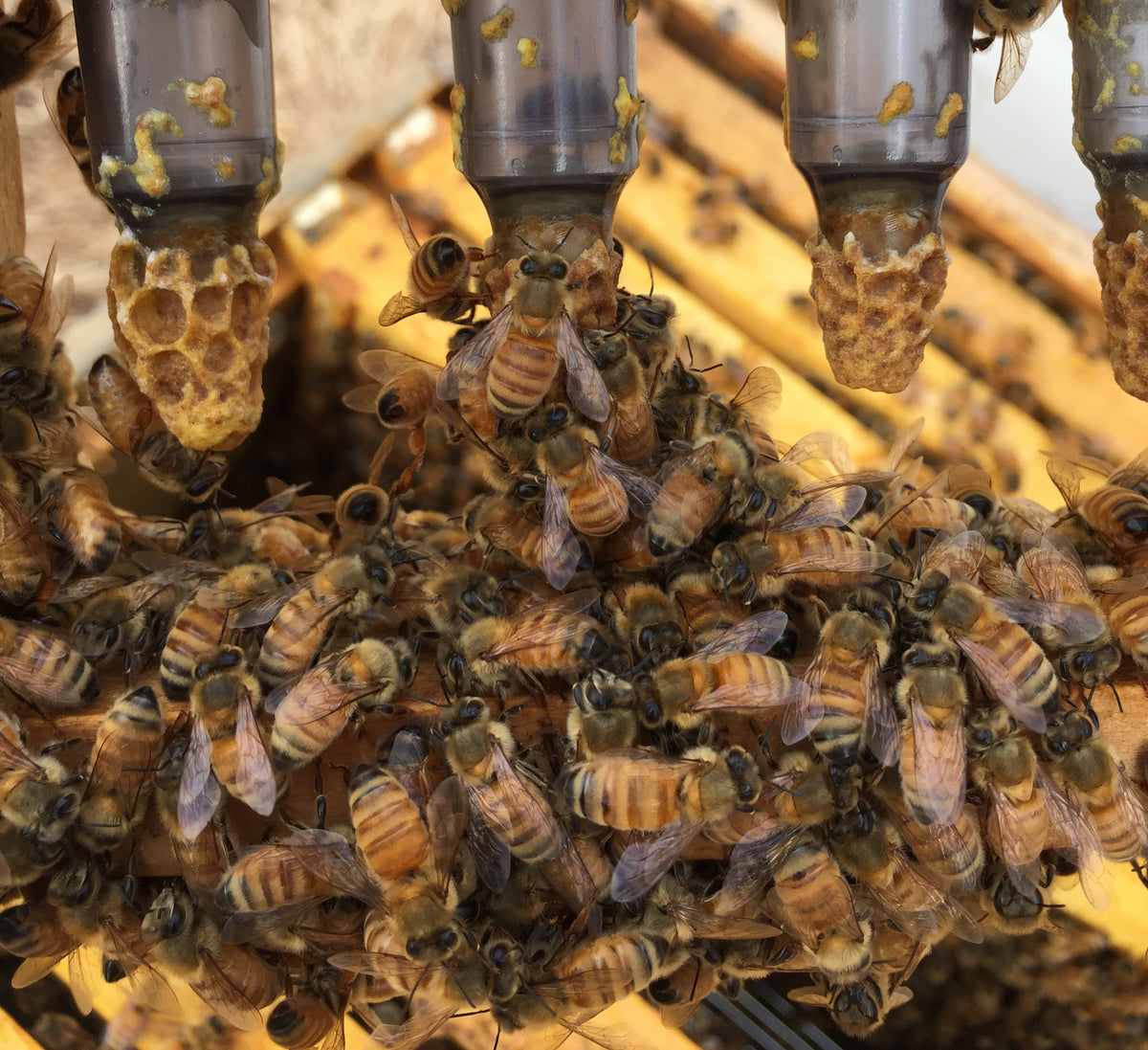 Queen Bee cells containing Royal Jelly