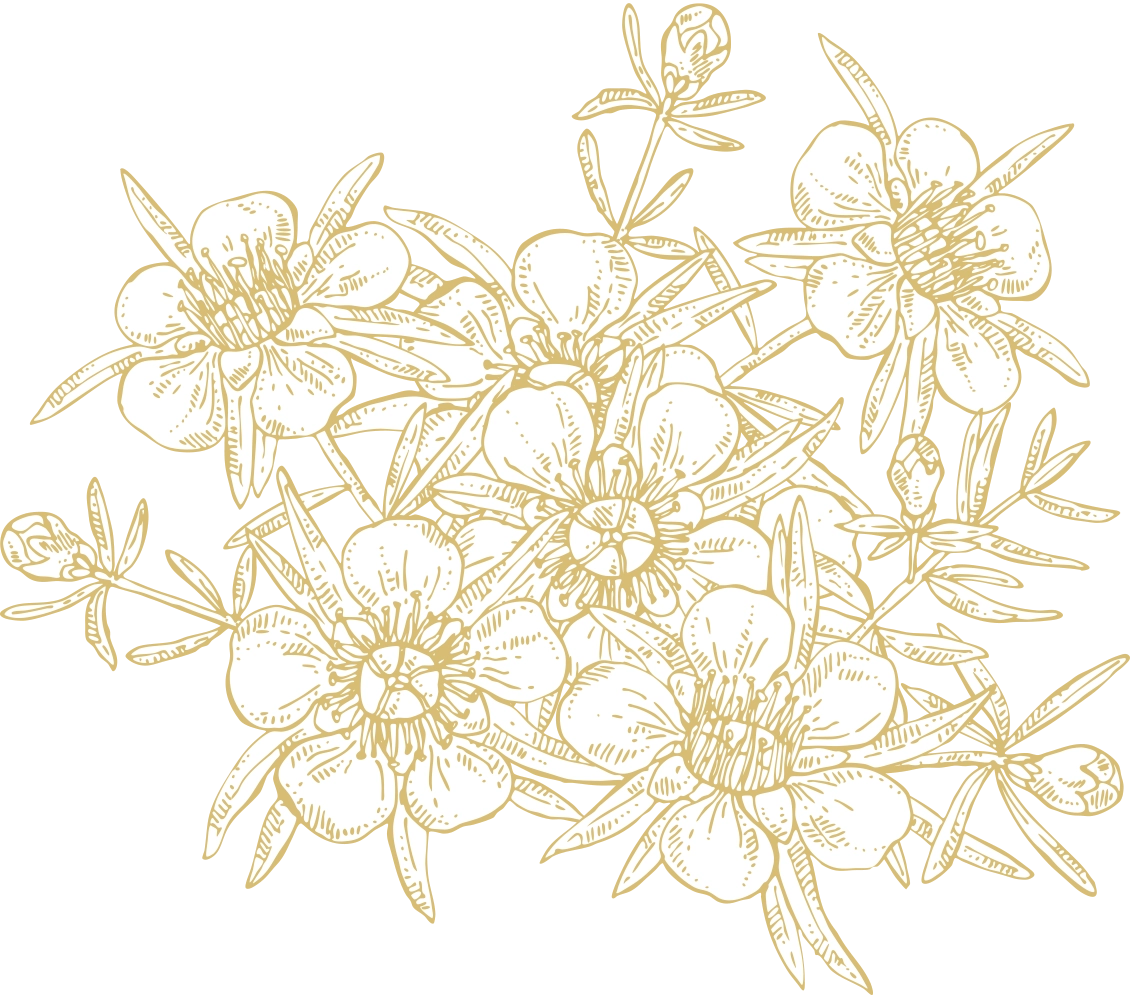 White and Gold Manuka Flower Illustration