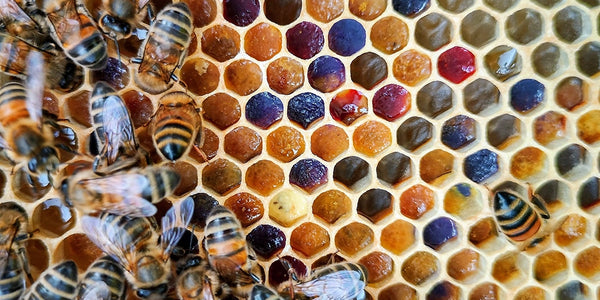 Bee Pollen Health Benefits