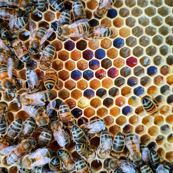 Bee Pollen Health Benefits