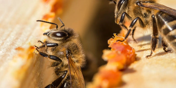 natural beehive propolis