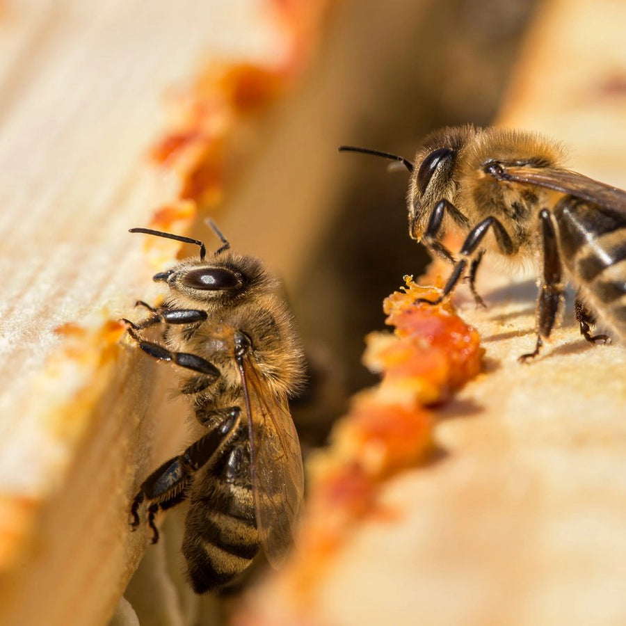 natural beehive propolis