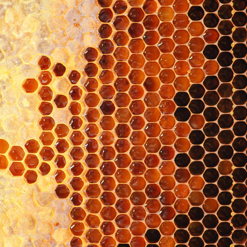 Manuka Honey Health Benefits