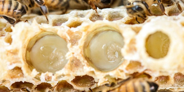 Royal jelly inside queen cells on a beehive frame