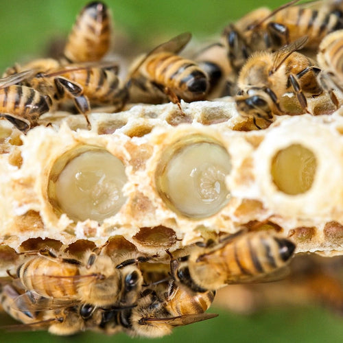 Royal jelly inside queen cells on a beehive frame