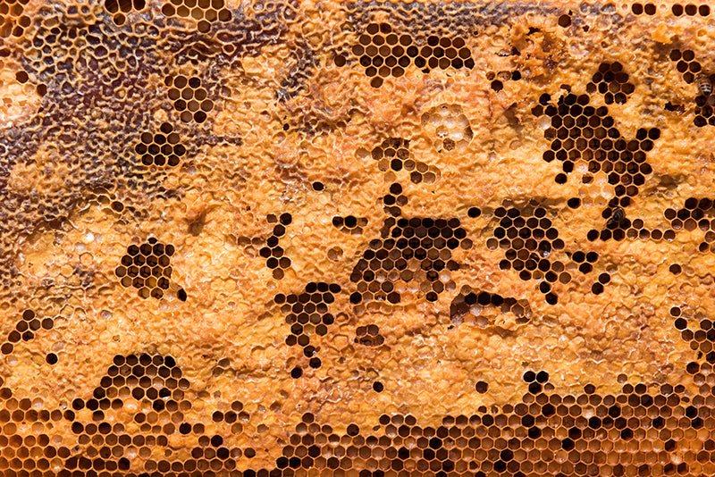 Manuka Honey Beehive frame Can You Be Allergic to Mānuka Honey?