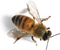 New Zealand Manuka Honeybee