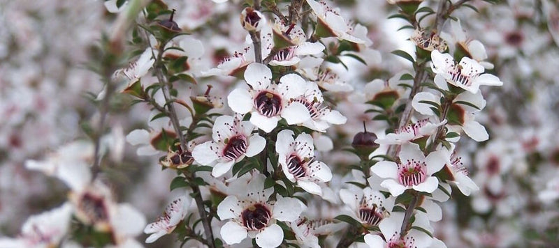 Manuka Tree Flower The Health Benefits of Mānuka Honey