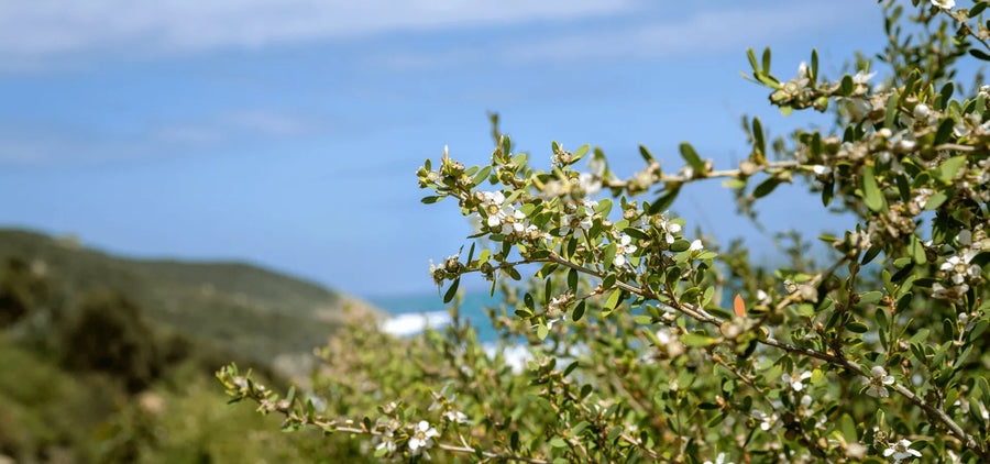 Manuka flowers on a tree branch