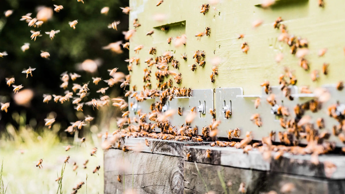 Beehive flying bees Manuka South