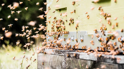 Beehive flying bees Manuka South