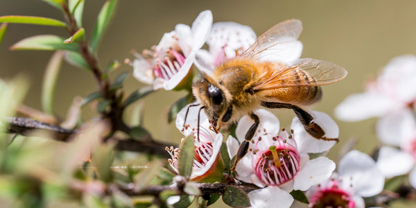 closeup of a be on manuka flowers