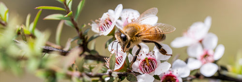 closeup of a be on manuka flowers