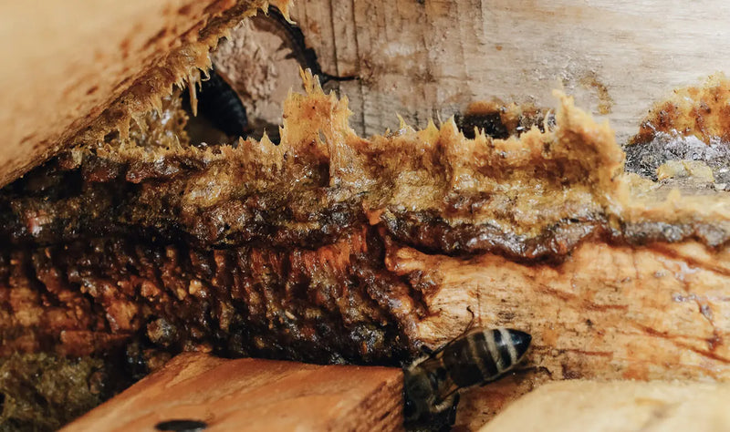 Raw Propolis Manuka South The Health Benefits of Propolis