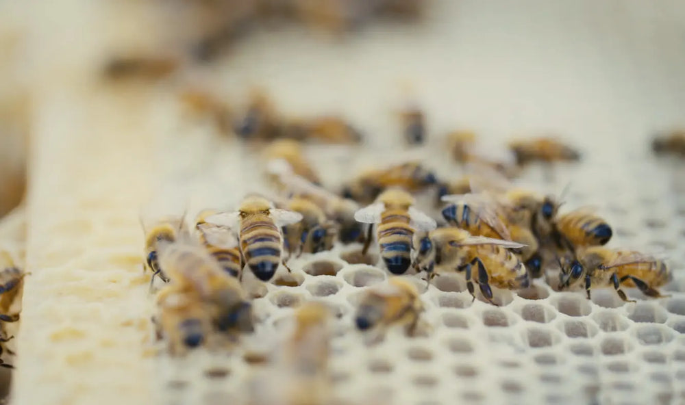 Manuka Honey frame with bees