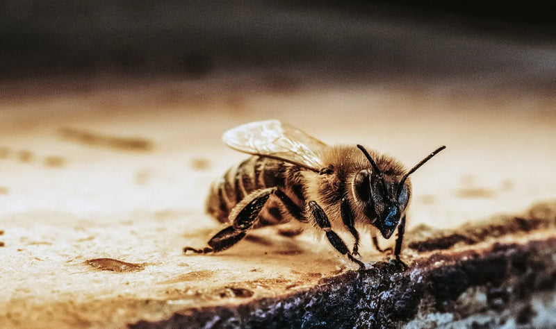 Honey bee Manuka South Propolis Science