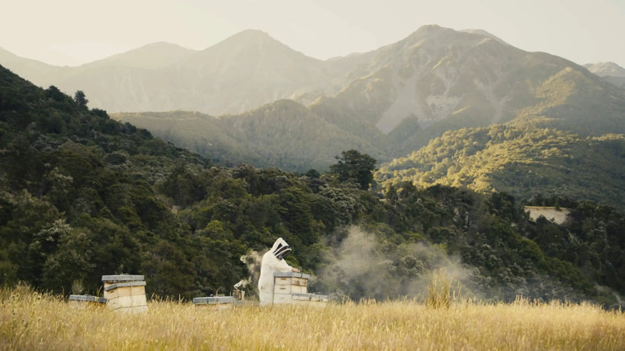 beekeeper harvest manuka honey in the NZ mountain forests
