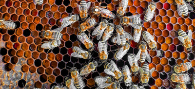 Bees on Pollen Frame