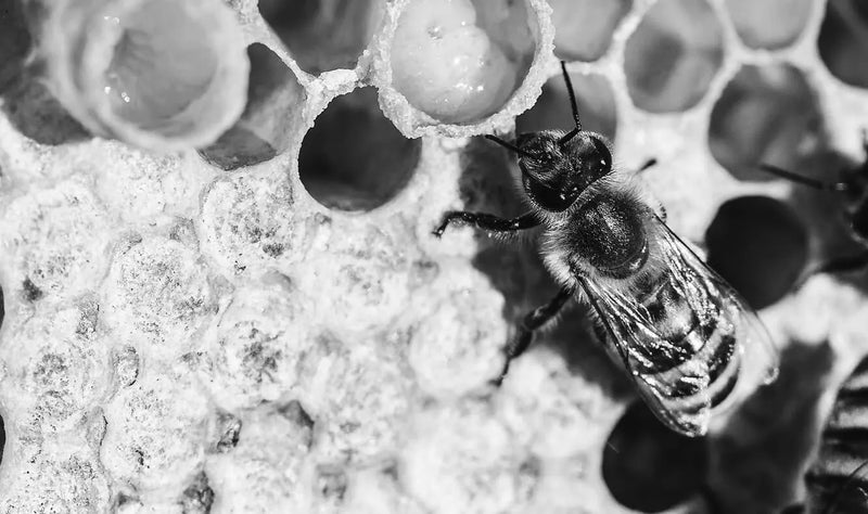 Honey bee on frame Manuka South Royal Jelly Science