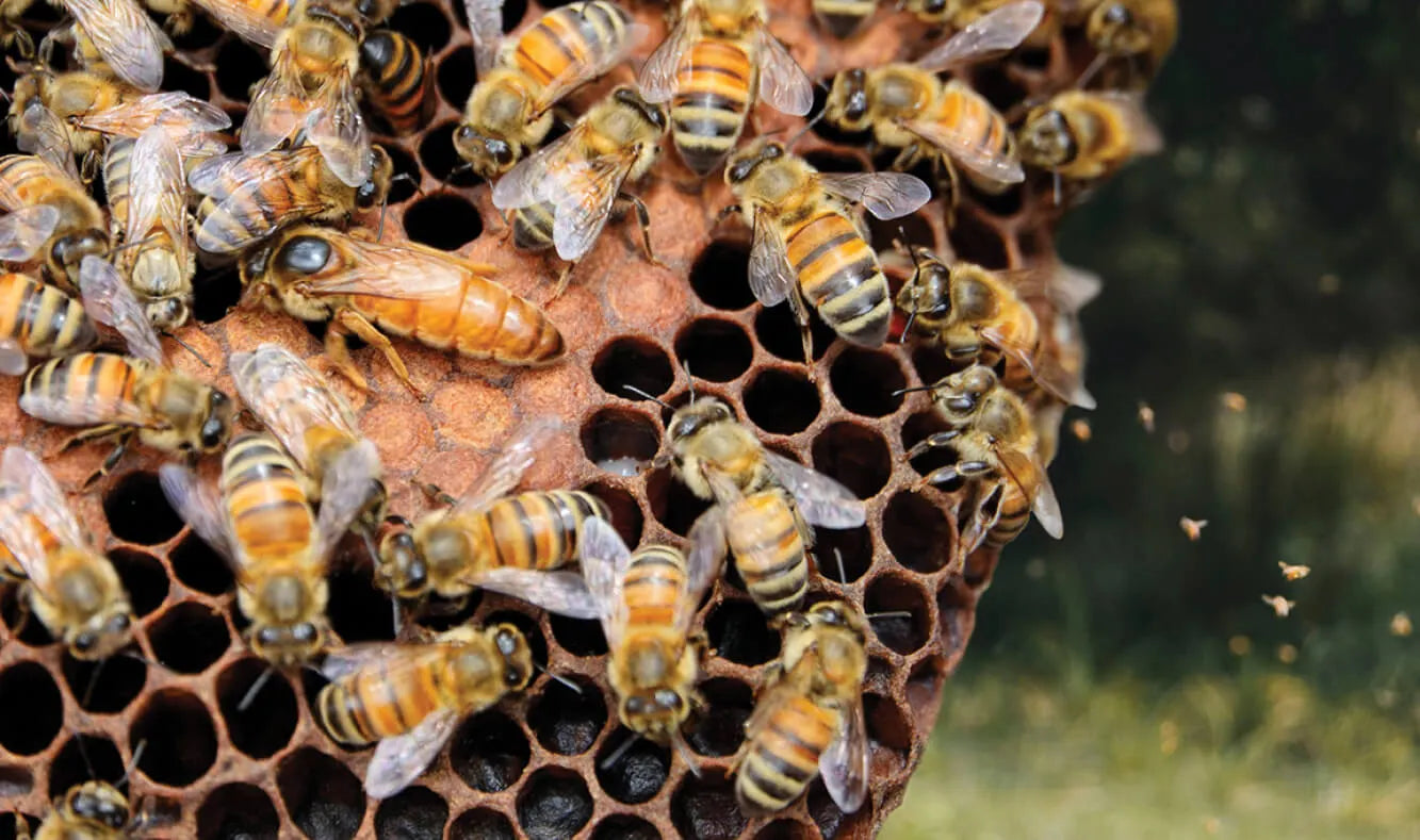 Queen bee on frame Manuka South