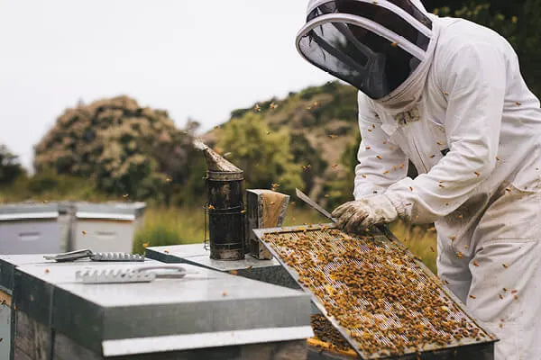 beekeeper Manuka South