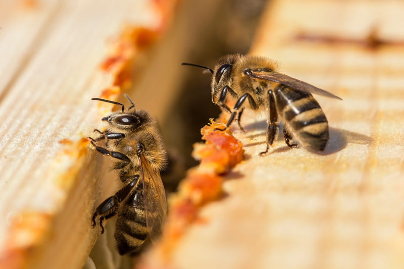Honeybees with Propolis